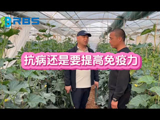 大棚黄瓜抗病还是要提高免疫力，云南元谋县农户使用感言